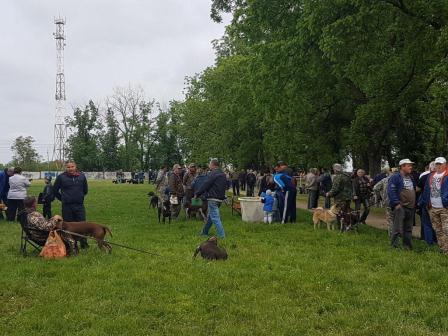 В Тбилисском районе вновь собрались любители собак со всей страны