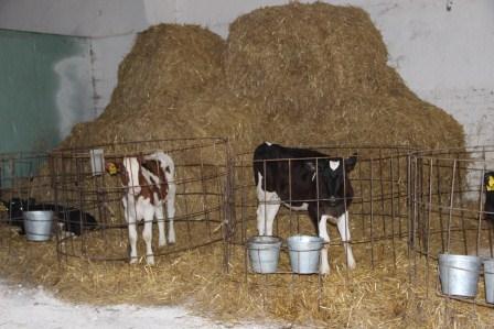 В Тбилисском районе состоялся первый смотр животноводческих ферм