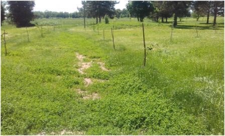 В Ловлинской борются с сорной растительностью