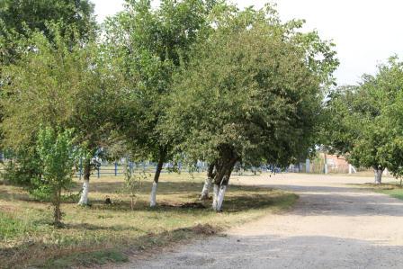 Сотрудниками МАУ «Радуга» проводятся работы по наведению порядка