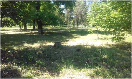 В Ловлинской борются с сорной растительностью