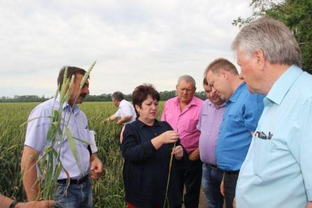 Глава Тбилисского района провел смотр культуры земледелия