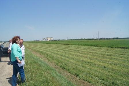 Тбилисскому району дали положительную оценку в борьбе с амброзией