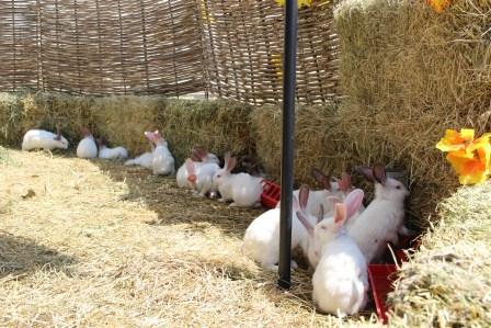 выставке-ярмарке сельского туризма «АгроТУР-2017»