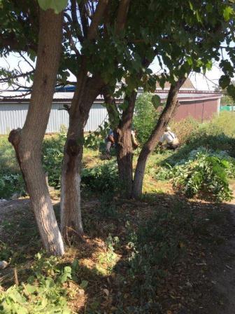 В Тбилисской провели субботник